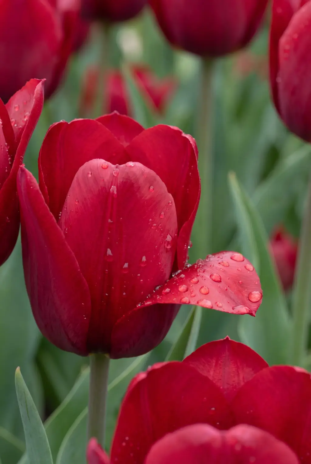 Sample image from the 3392 × 5056 AI Images pack