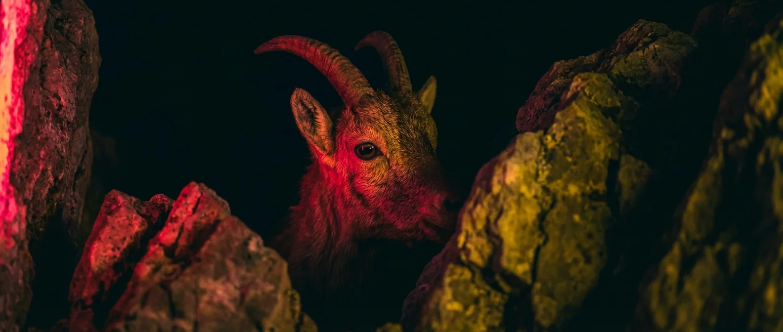 Free-to-Use Animals AI Images: Download 2,716 Images — With Ready-Made Alt Text & Captions